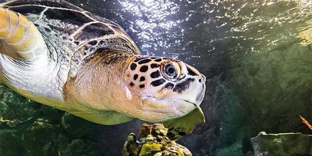 SEA LIFE Minnesota: Student Tickets from $24.30