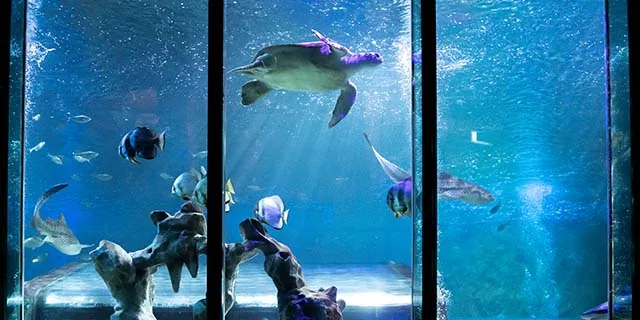 SEA LIFE Blackpool: Student Tickets from £14