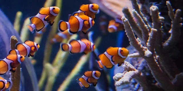 SEA LIFE Michigan: Student Tickets from $21.60