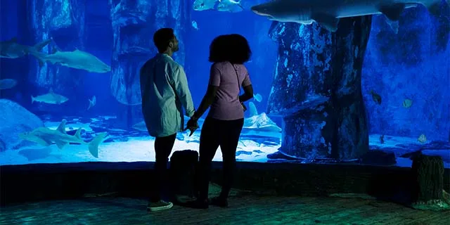 SEA LIFE London: SEA LIFE London Student Tickets from £12.25