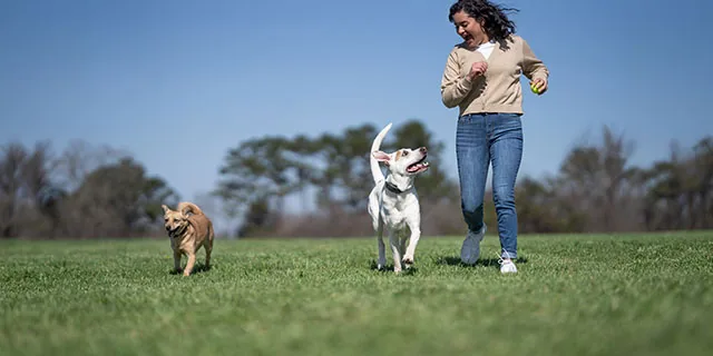 PetSafe: Up to 30% off Summer Deal Days